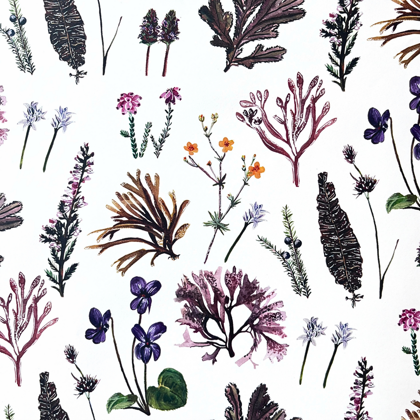 Wrapping Paper - Shetland Wild Flowers & Seaweeds