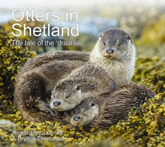 Otters in Shetland