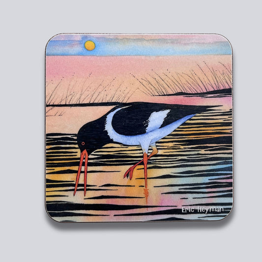 Oystercatcher in Sunset Coaster