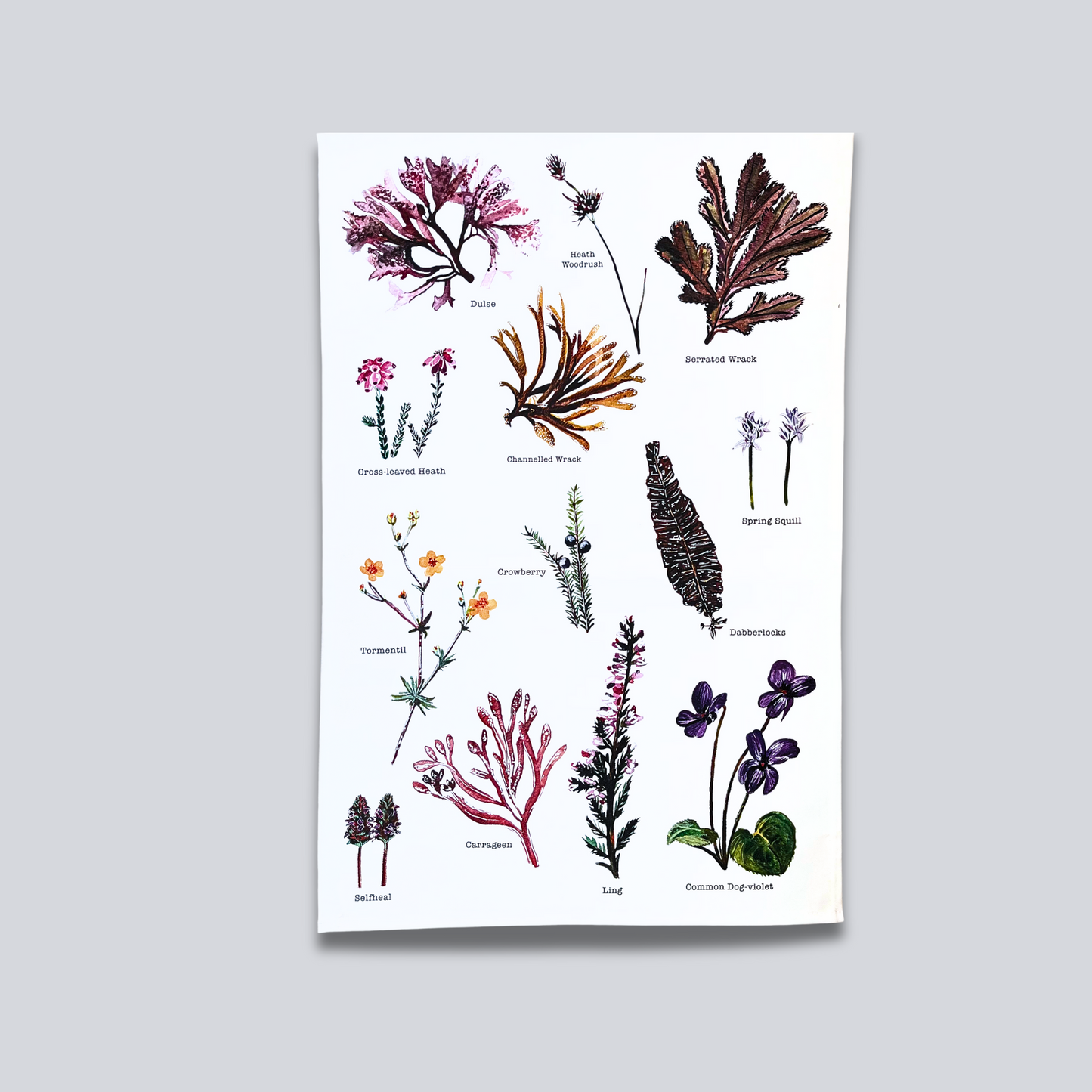 Tea Towel - Shetland Wild Flowers & Seaweeds